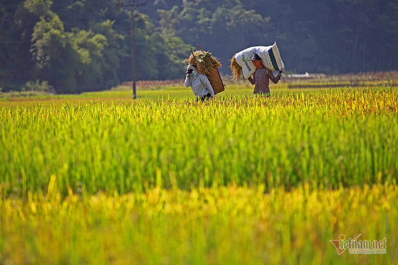 Cảnh sắc đẹp nhất thế giới mỗi năm 1 lần chỉ có ở Việt Nam