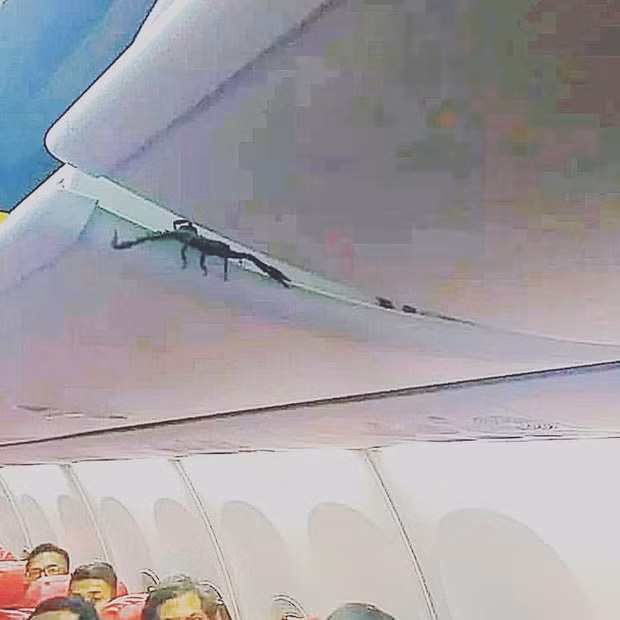 Vị khách không mời trên máy bay khiến hành khách “khóc thét” đòi xuống ảnh 1