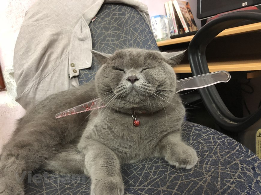 Gợi ý hóa trang độc đáo cho thú cưng trong dịp Halloween ảnh 6 Gợi ý hóa trang độc đáo cho thú cưng trong dịp Halloween ảnh 6