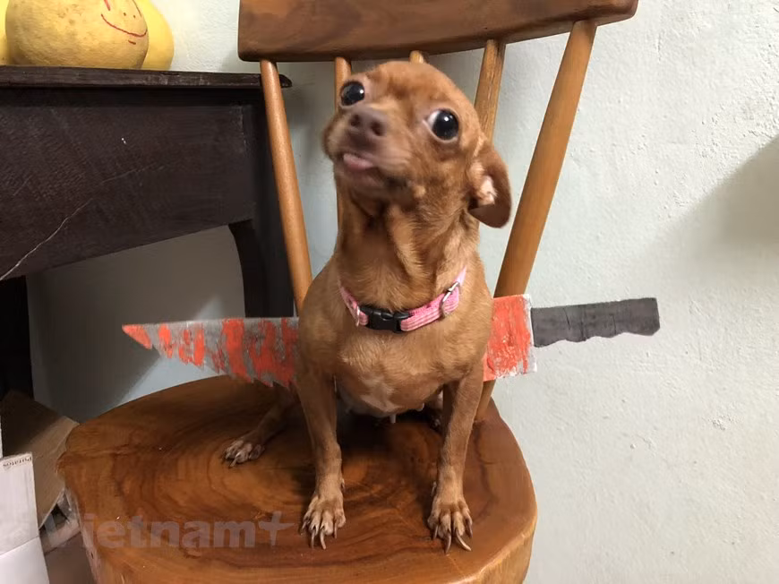 Gợi ý hóa trang độc đáo cho thú cưng trong dịp Halloween ảnh 1