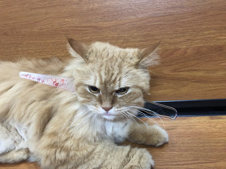 Gợi ý hóa trang độc đáo cho thú cưng trong dịp Halloween ảnh 2 Gợi ý hóa trang độc đáo cho thú cưng trong dịp Halloween ảnh 2