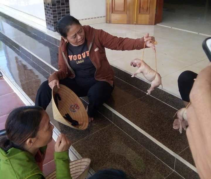 Kỳ lạ: Lợn đẻ ra 3 “con voi” ở Nghệ An ảnh 1 Tin nhanh - Kỳ lạ: Lợn đẻ ra 3 “con voi” ở Nghệ An