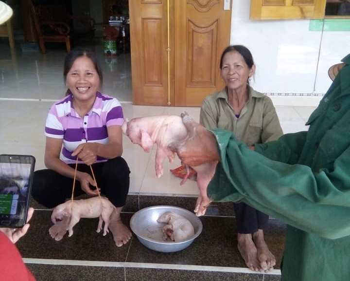 Kỳ lạ: Lợn đẻ ra 3 “con voi” ở Nghệ An ảnh 2 Tin nhanh - Kỳ lạ: Lợn đẻ ra 3 “con voi” ở Nghệ An (Hình 2).