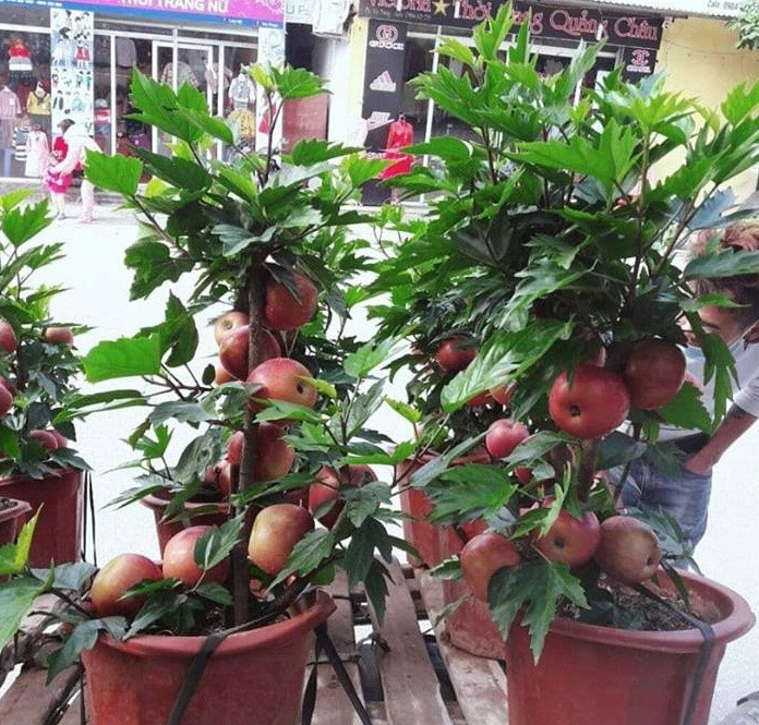 Dân sinh - Vạch trần thủ đoạn tinh vi làm giả cây táo Mỹ bán giá 