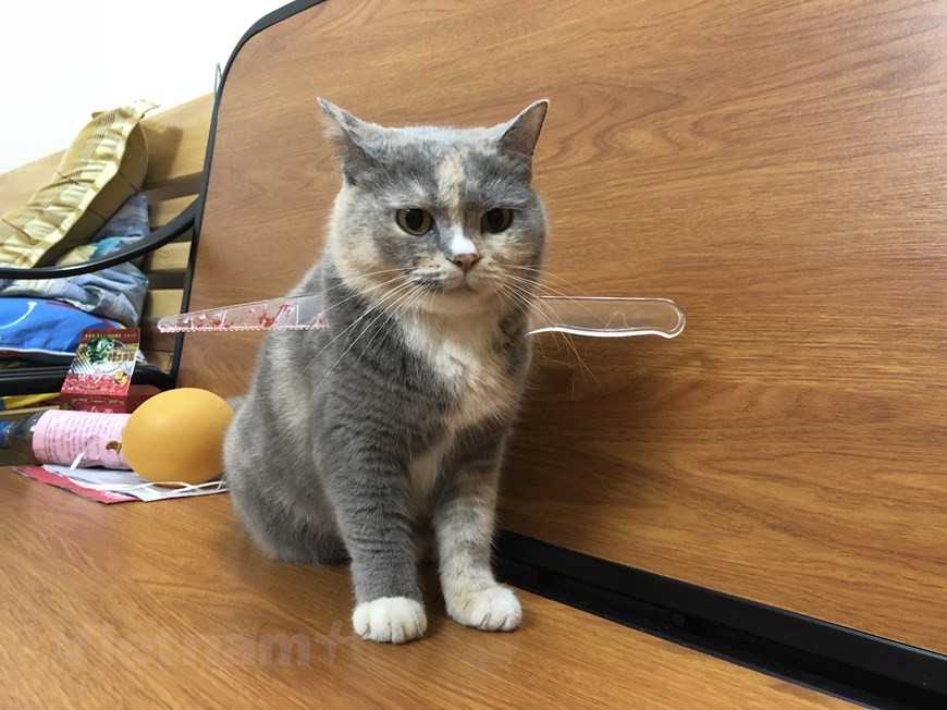 Gợi ý hóa trang độc đáo cho thú cưng trong dịp Halloween ảnh 4 Gợi ý hóa trang độc đáo cho thú cưng trong dịp Halloween ảnh 4