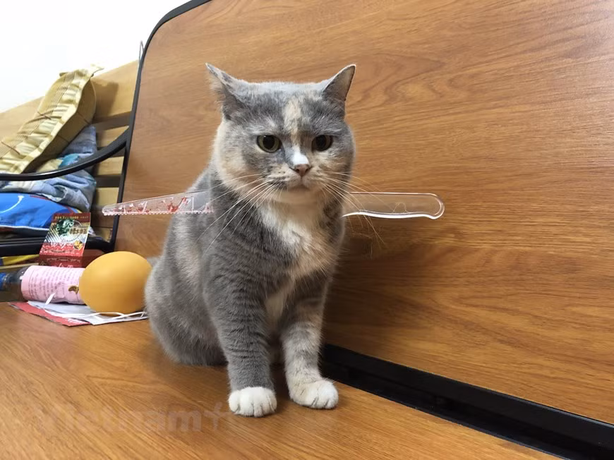 Gợi ý hóa trang độc đáo cho thú cưng trong dịp Halloween ảnh 4