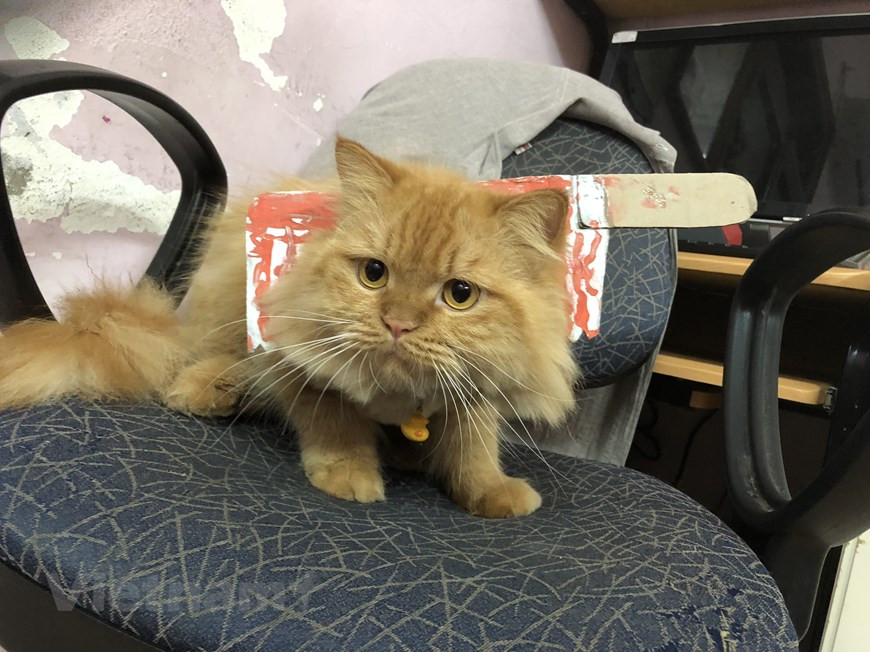 Gợi ý hóa trang độc đáo cho thú cưng trong dịp Halloween ảnh 7 Gợi ý hóa trang độc đáo cho thú cưng trong dịp Halloween ảnh 7