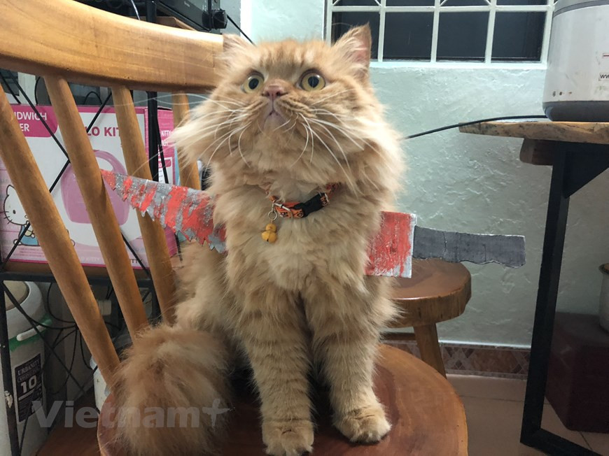 Gợi ý hóa trang độc đáo cho thú cưng trong dịp Halloween ảnh 3 Gợi ý hóa trang độc đáo cho thú cưng trong dịp Halloween ảnh 3