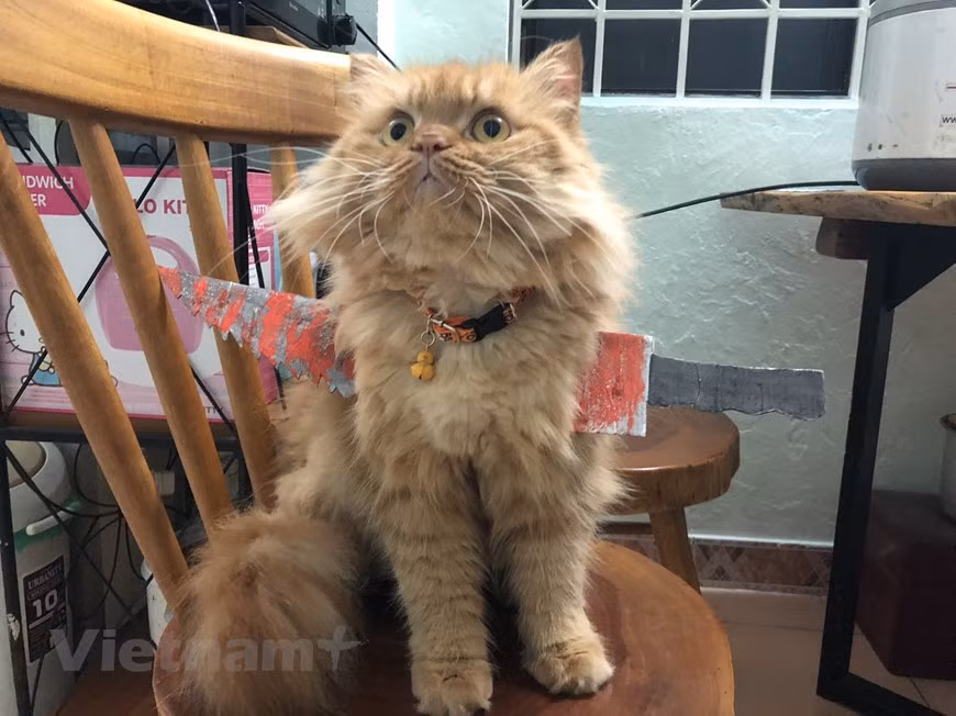 Gợi ý hóa trang độc đáo cho thú cưng trong dịp Halloween ảnh 3