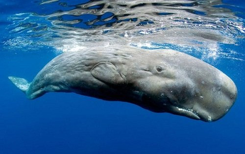5 loài cá dài nhất thế giới hình ảnh 2 5 loai ca dai nhat the gioi hinh anh 2