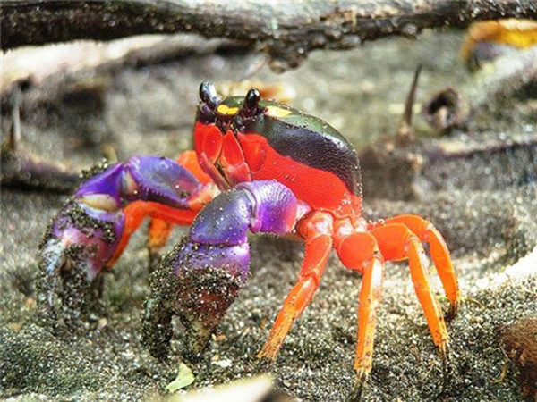 Những màu sắc tuyệt đẹp và cực kì quý hiếm của động vật ảnh 1 Những màu sắc tuyệt đẹp và cực kì quý hiếm của động vật ảnh 1