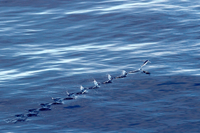 Cuộc sống ở Trường Sa qua triển lãm ảnh của tuổi trẻ ảnh 1