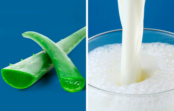 Lô hội và sữa tươi Lô hội chứa nhiều dưỡng chất, giúp làm mềm vùng da khuỷu tay và đầu gối dễ bị khô. Sữa tươi giúp nâng tone da. Trộn gel lô hội với sữa tươi theo tỷ lệ 1:1 rồi dùng hỗn hợp này đắp lên khuỷu tay/đầu gối. Để khoảng 20 phút rồi rửa lại với nước sạch.