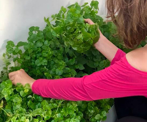 Rau càng cua trộn thịt bò dầu giấm ăn đã ngày nghỉ lễ