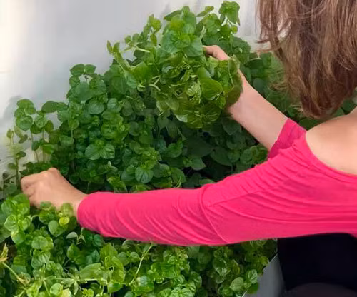 Rau càng cua trộn thịt bò dầu giấm ăn đã ngày nghỉ lễ