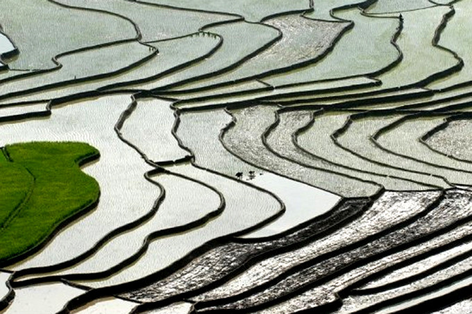 Mùa nước đổ ở Mù Cang Chải. Ảnh: Lekima Hung