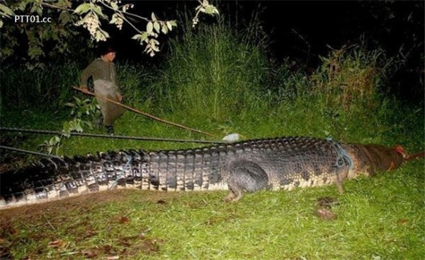 Chú cá sấu Lolong nặng hơn 1 tấn hiện đang là ngôi sao sáng ở khu du lịch sinh thái Agusan. Chú cá sấu Lolong nặng hơn 1 tấn hiện đang là ngôi sao sáng ở khu du lịch sinh thái Agusan.