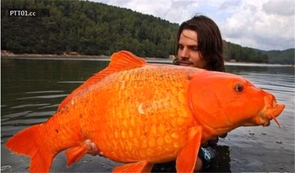 Sau khi hứng khởi chụp vài tấm ảnh với chú cá vàng 