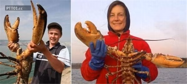 Con tôm hùm này được đánh giá là con tôm lớn nhất được phát hiện tại Anh trong 80 năm qua.