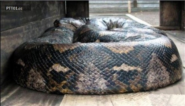 Con trăn mắt lưới này dài 15m và nặng 447kg. Con trăn mắt lưới này dài 15m và nặng 447kg.