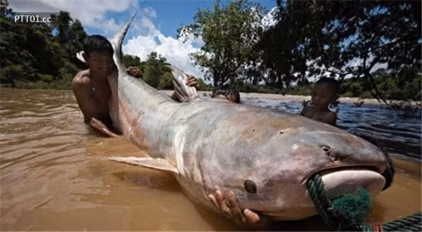 Con cá tra dầu nặng 293kg, dài 2,7m&nbsp;giữ kỉ&nbsp;lục là con cá nước ngọt nặng nhất thế giới.