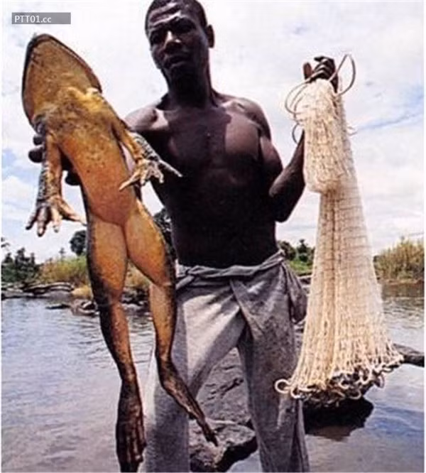 Ếch Goliath nặng tới 3kg, tương đương với kích cỡ của 1 chú chó con.