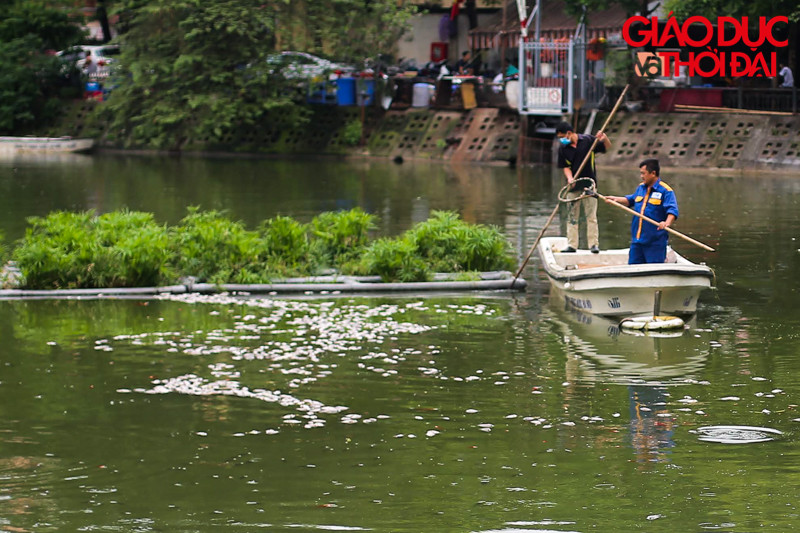Trong sáng ngày hôm nay lực lượng công nhân môi trường đã chèo thuyền ra để vớt cá chết trên mặt hồ