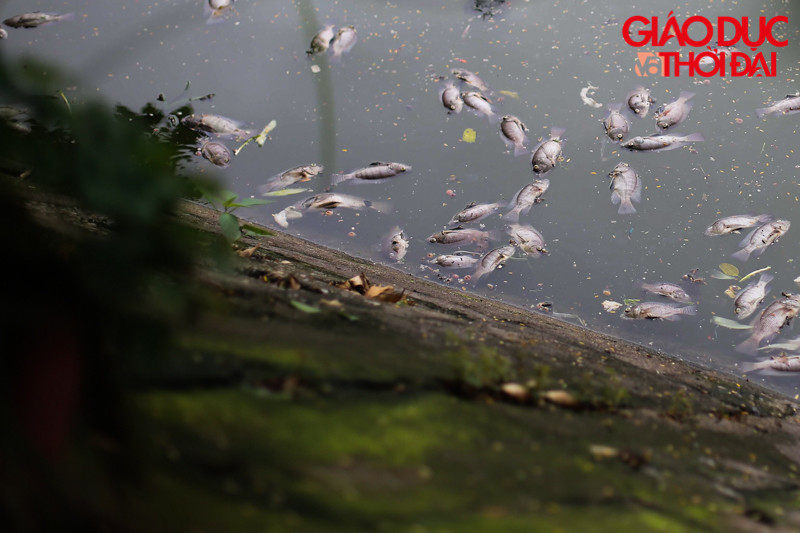 Cá chết phần lớn là loại cá rô phi