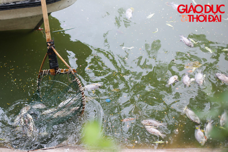 Lượng cá chết được vớt lên khá nhiều trong buổi sáng ngày hôm nay