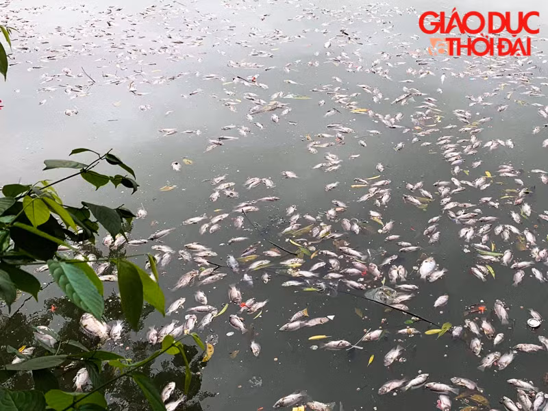 Cá chết trắng mặt hồ Văn Chương (Đống Đa, Hà Nội) dạt vào gần bờ, bốc mùi khó chịu