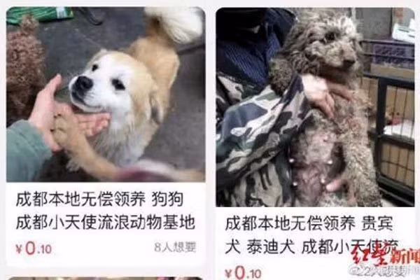 Nhận nuôi 260 chú chó hoang, người đàn ông khánh kiệt