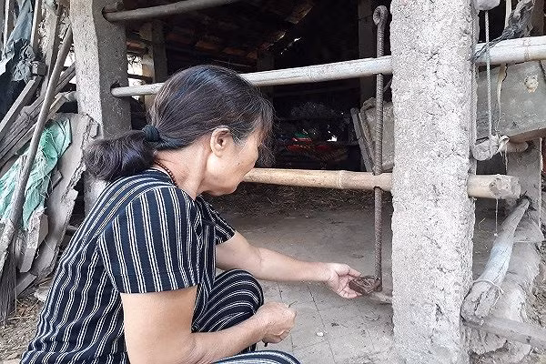 Kẻ gian giết hại bò mẹ mang thai, xẻ thịt hai đùi sau - ảnh 2