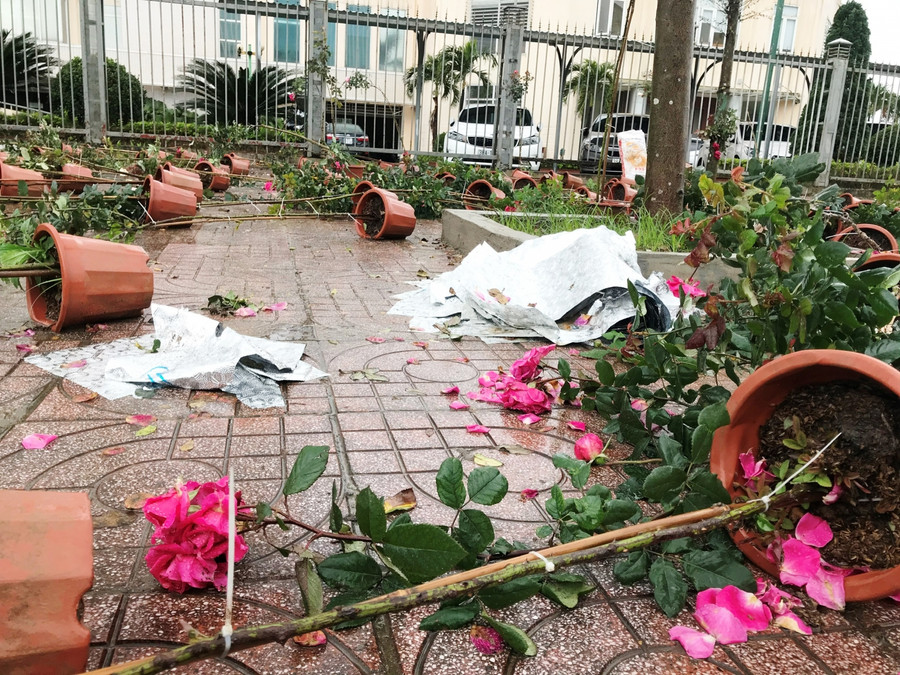 Những chậu hoa hồng đổ rạp sau một cơn mưa lớn. Người bán chán nản bỏ cây về nhà trong buồn bã. Những chậu hoa hồng đổ rạp sau một cơn mưa lớn. Người bán chán nản bỏ cây về nhà trong buồn bã.