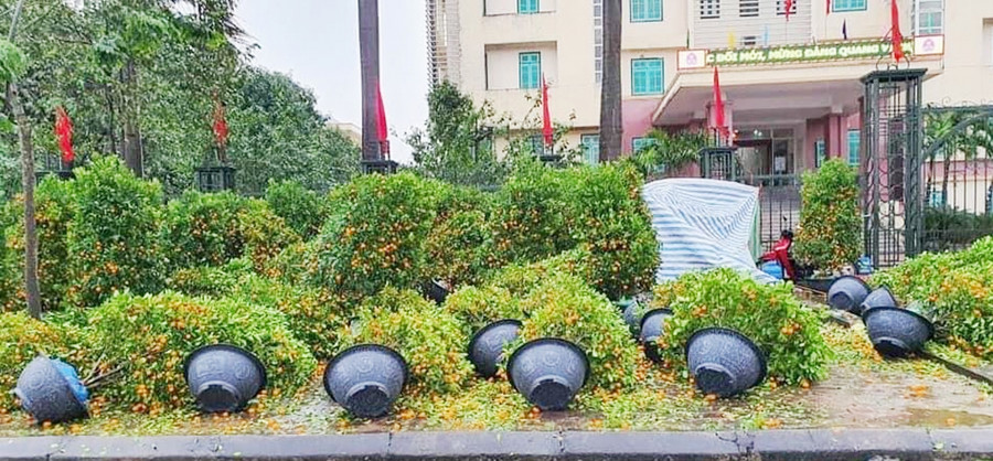 Đào, quất đổ như ngả rạ sau một trận mưa gió, người bán “kêu trời’ ảnh 2 Đào, quất đổ như ngả rạ sau một trận mưa gió, người bán “kêu trời’ ảnh 2