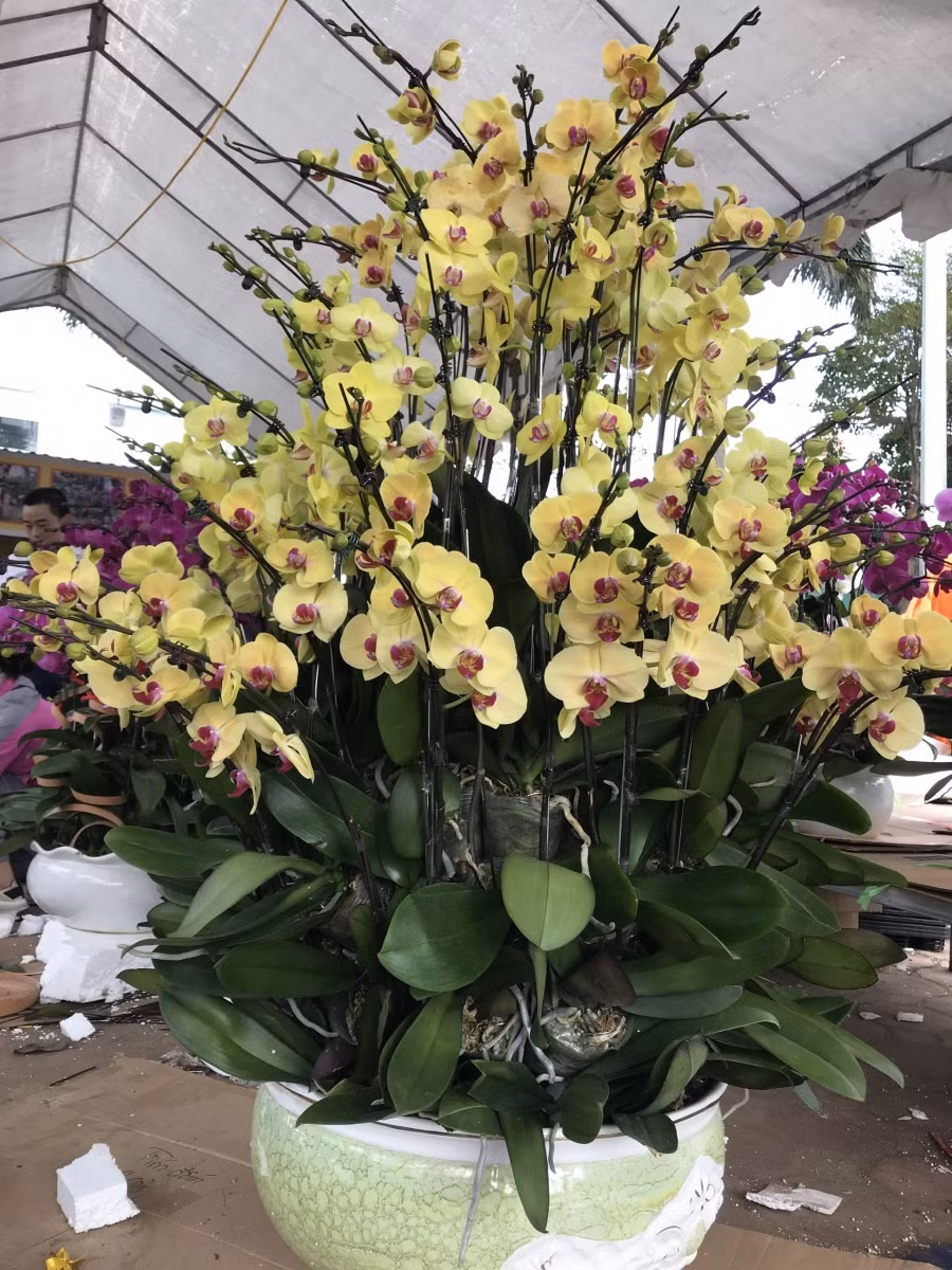 Hà Tĩnh: Thị trường hoa Lan chơi Tết “thổi” giá lên chóng mặt ảnh 11