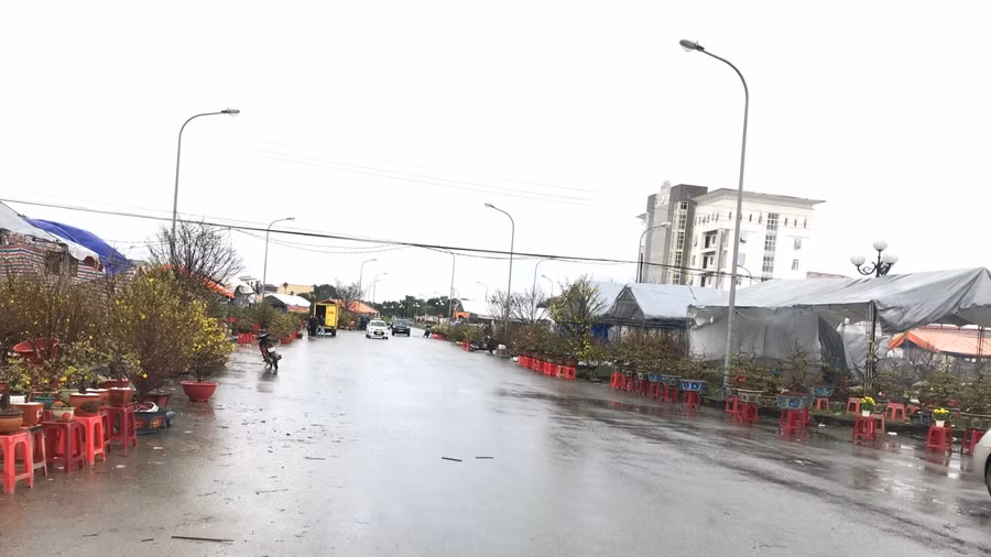 Đào, quất đổ như ngả rạ sau một trận mưa gió, người bán “kêu trời’ ảnh 9