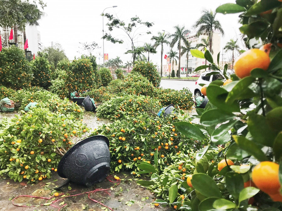 Nhiều người bán quất chỉ biết "kêu trời". Nhiều người bán quất chỉ biết "kêu trời".