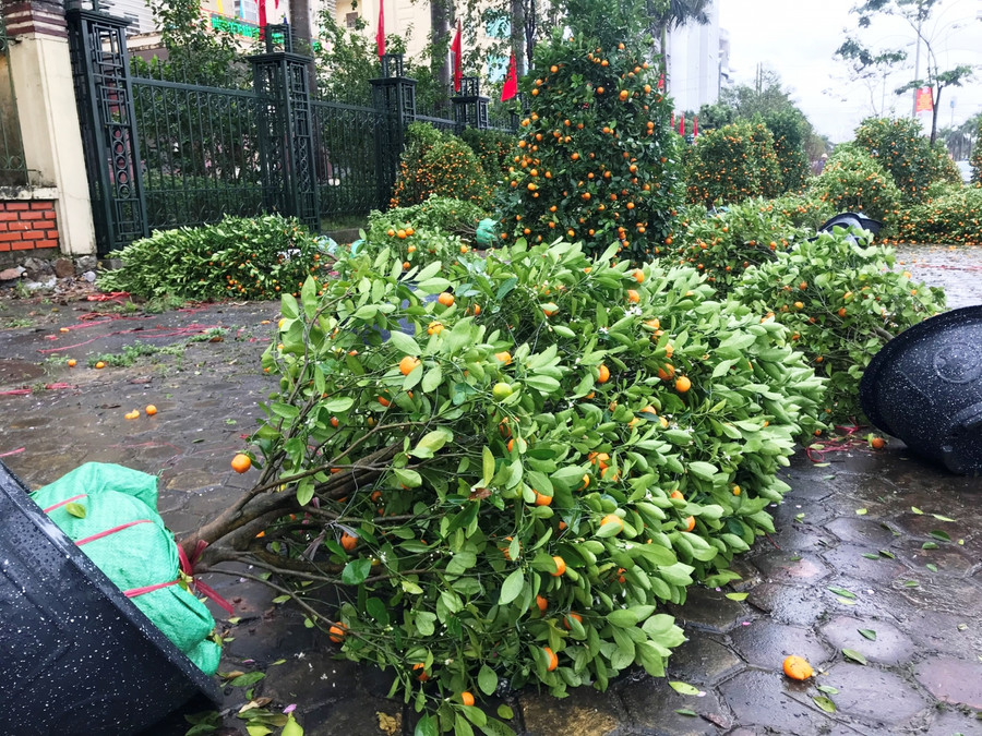 vì thế giá quất giảm mất một nửa. vì thế giá quất giảm mất một nửa.