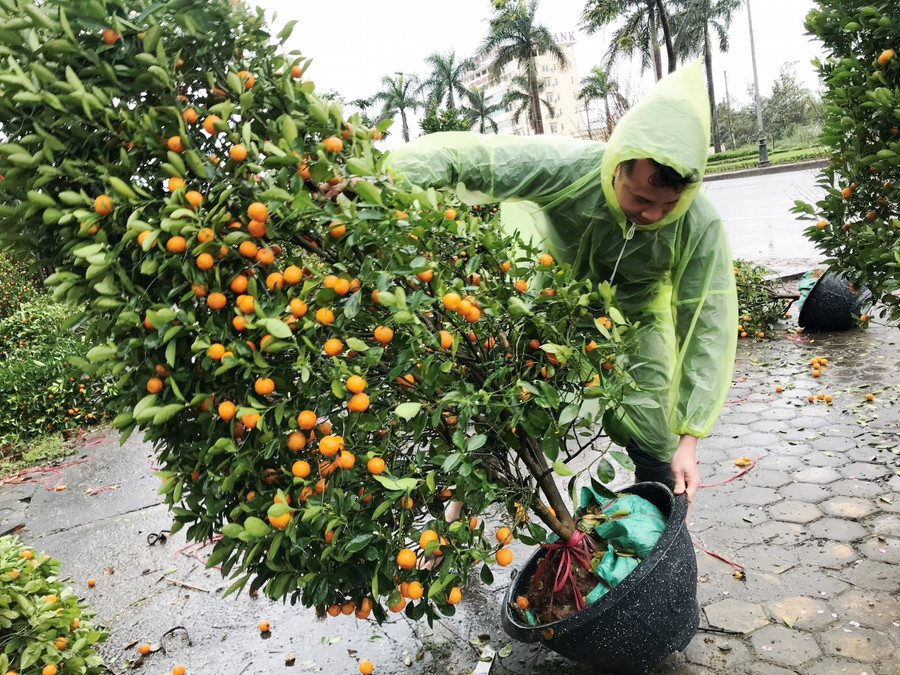 Anh Bảy buồn bã dựng lại từng gốc quất dậy. Anh Bảy buồn bã dựng lại từng gốc quất dậy.
