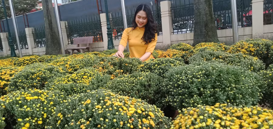 Ngoài lan, những chậu hoa cúc mua về chưng Tết cũng được người dân ưa chuộng.