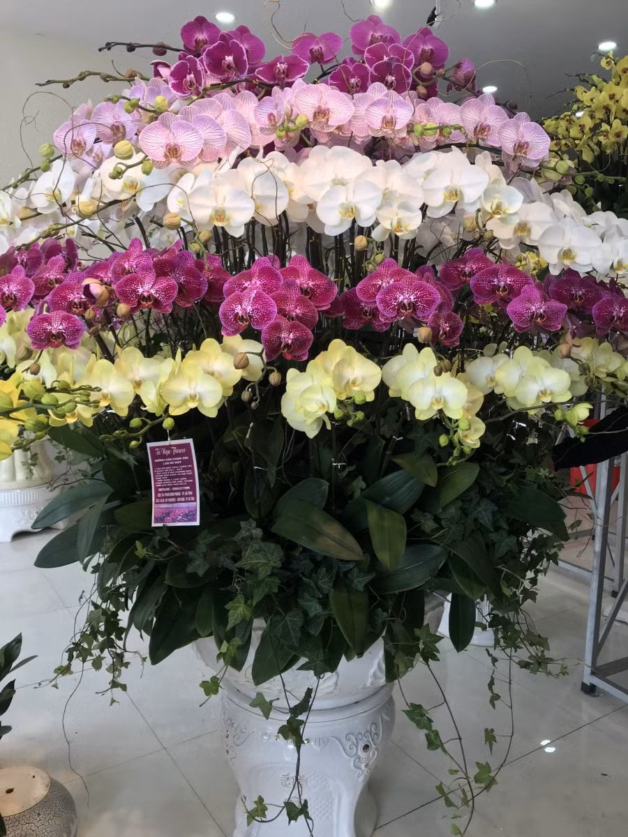 Chậu lan có giá tiền 50 triệu đồng.