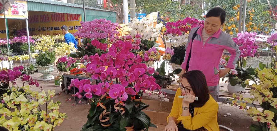 Vườn hoa lan Vườn Tháp, tại Trung tâm Văn hóa Điện ảnh TP Hà Tĩnh điểm đến của nhiều khách hàng.