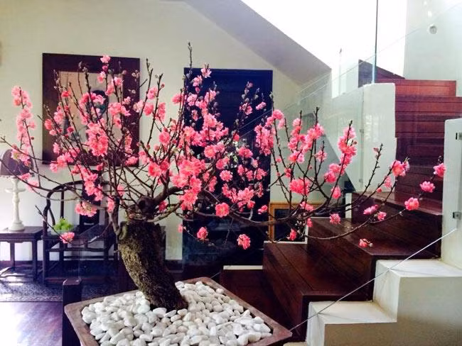 Chuyên gia phong thủy tiết lộ cách đặt cây cảnh Tết để rước tài lộc vào nhà