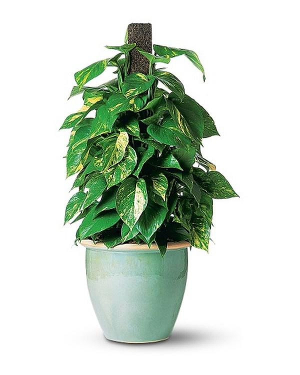 5 loai cay dep toi may nha co con nho cung tuyet doi khong ruoc vao chung tet - 4