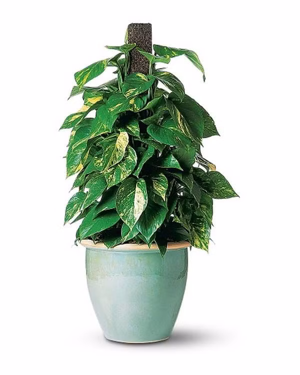 5 loại cây đẹp đến mấy nhưng nhà có con nhỏ tuyệt đối không được mua chưng Tết ảnh 4 5 loai cay dep toi may nha co con nho cung tuyet doi khong ruoc vao chung tet - 4