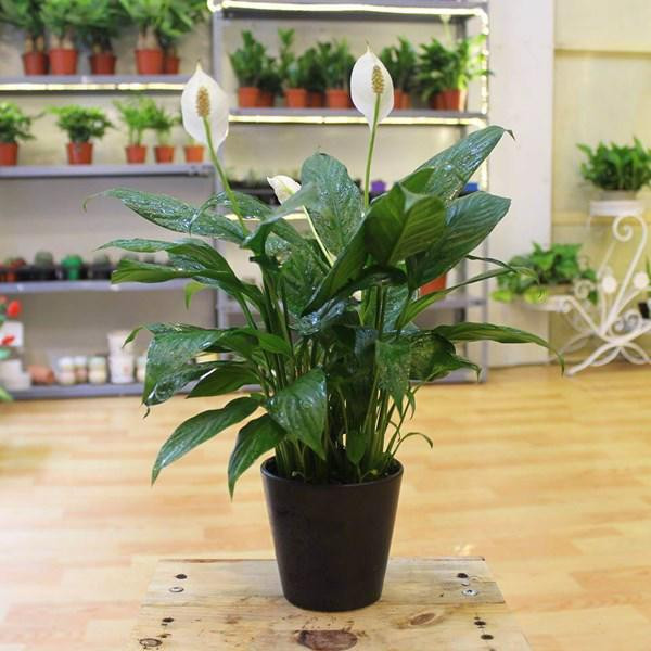 5 loai cay dep toi may nha co con nho cung tuyet doi khong ruoc vao chung tet - 3