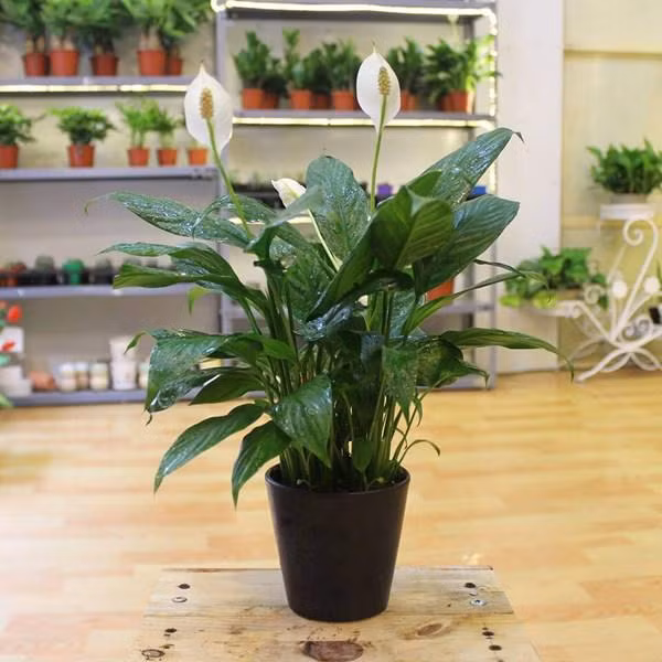 5 loại cây đẹp đến mấy nhưng nhà có con nhỏ tuyệt đối không được mua chưng Tết ảnh 3 5 loai cay dep toi may nha co con nho cung tuyet doi khong ruoc vao chung tet - 3