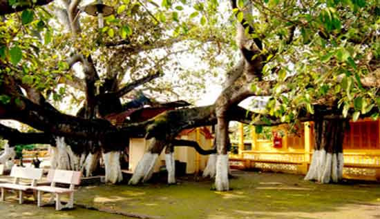 Cây đa 13 gốc 