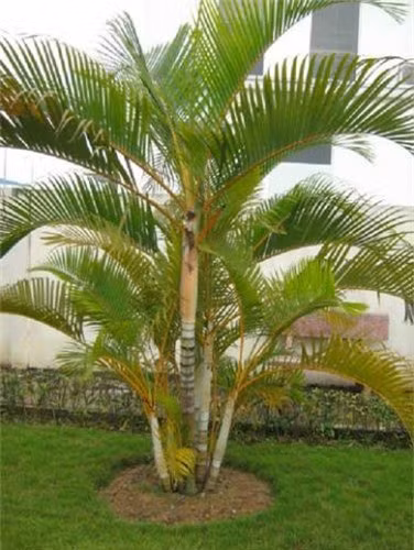 5 loai cay trong truoc nha hut may man, mang tai loc toi-Hinh-3