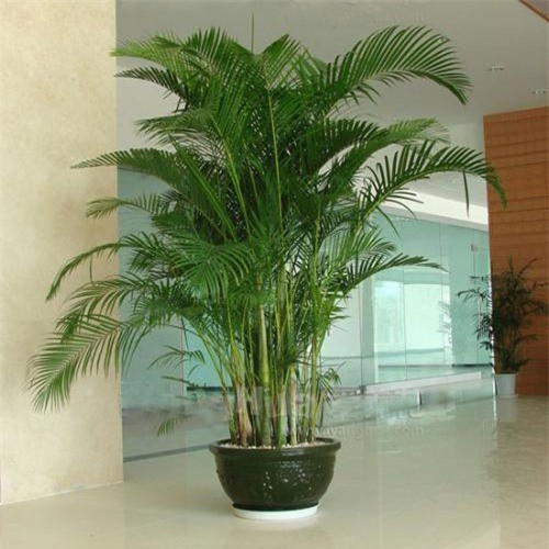 5 loại cây trồng trước nhà hút may mắn, mang tài lộc tới - Hình 9 5 loai cay trong truoc nha hut may man, mang tai loc toi-Hinh-9